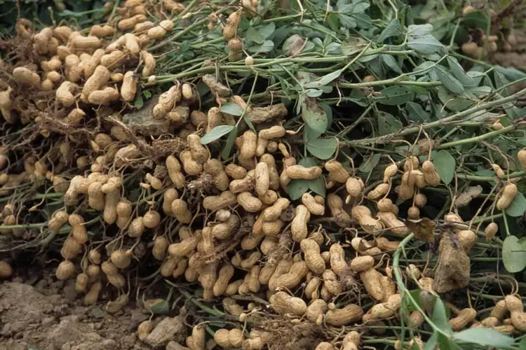 Planting Peanuts at Home: A Guide to Cultivating Store-Bought Nuts in Your Garden
