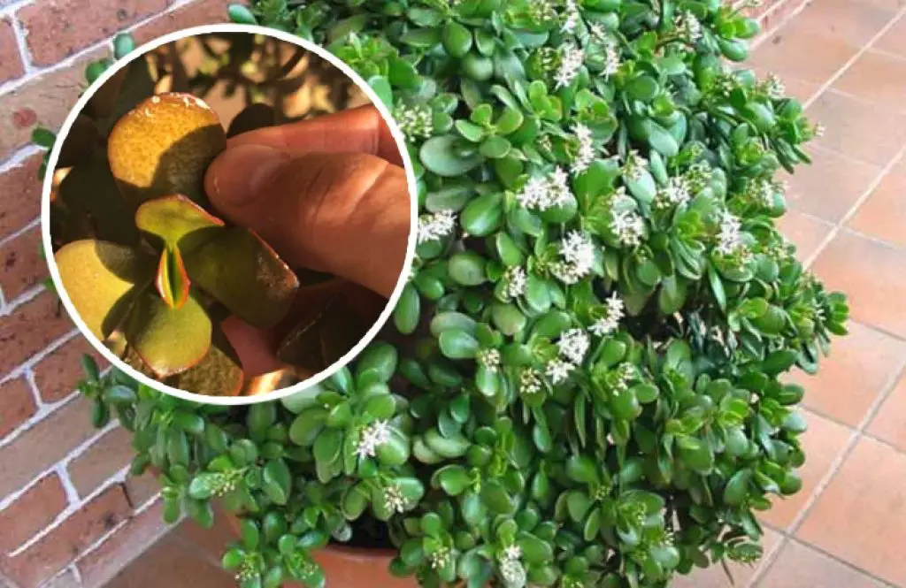 Por qué el árbol de jade tiene hojas marrones: causas y soluciones