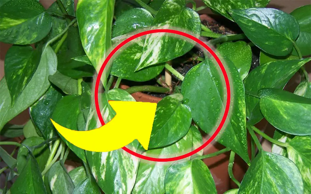 Pothos, no más hojas amarillas y secas: si haces esto, ¡siempre lo tendrás exuberante y fuerte!