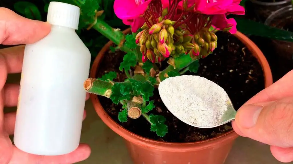 Prepare to Be Amazed: Resurrecting Even Dead Flowers into Lush Blooms!
