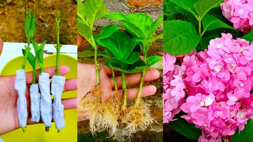 Propagating Hydrangea Flowers with Tissue Paper A 100% Success Method