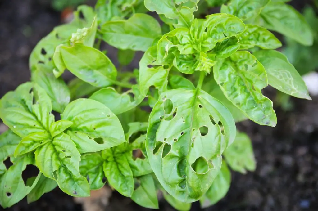 Qué hacer si las hojas de albahaca tienen agujeros: posibles causas y soluciones
