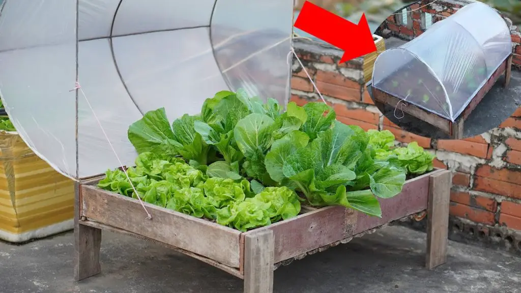 Quick and Easy Ways to Grow Vegetables on Your Terrace: Creative Ideas for a Thriving Terrace Garden