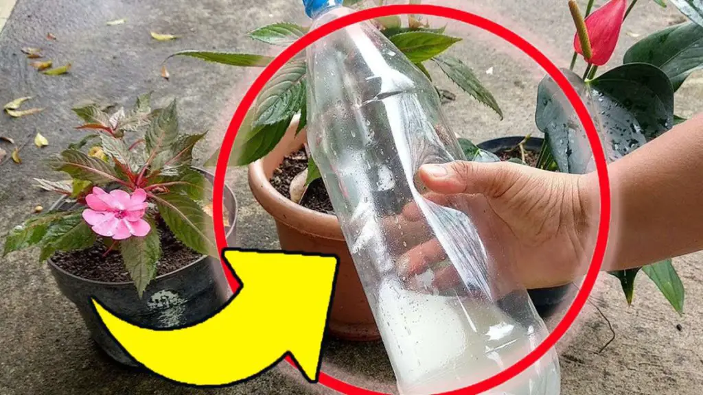 Regar las plantas, este es el truco: ¡con este líquido crecerán fuertes y frondosas!