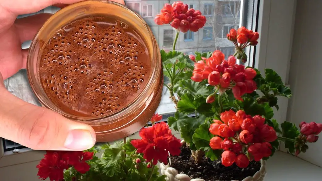 Revitalize Your Flowers: A Simple Recharge for Blossoming Beauty!