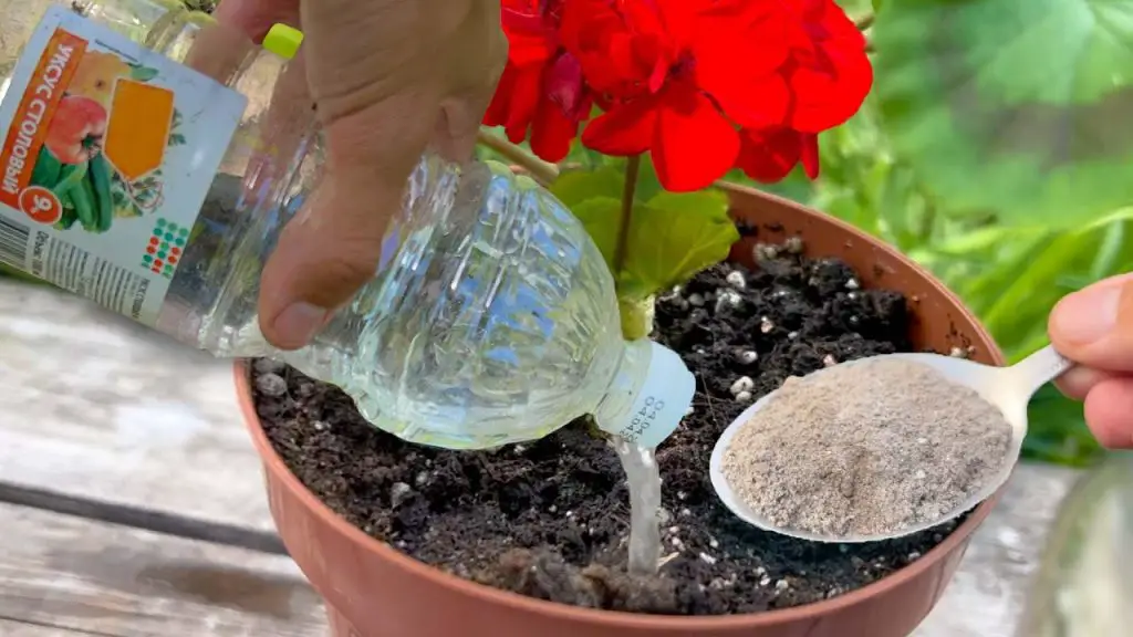 Revive Any House Flower with Just One Spoonful for Long-lasting Luxurious Blooms!