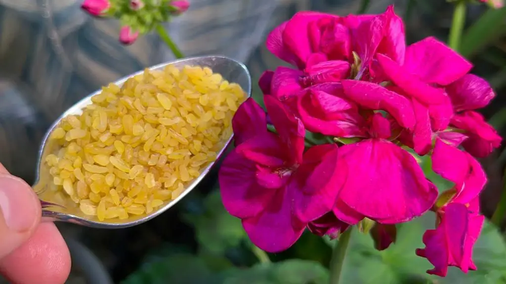 Revive Your Home Flowers: Turning Sluggish and Yellowed into Green and Blooming Beauties!