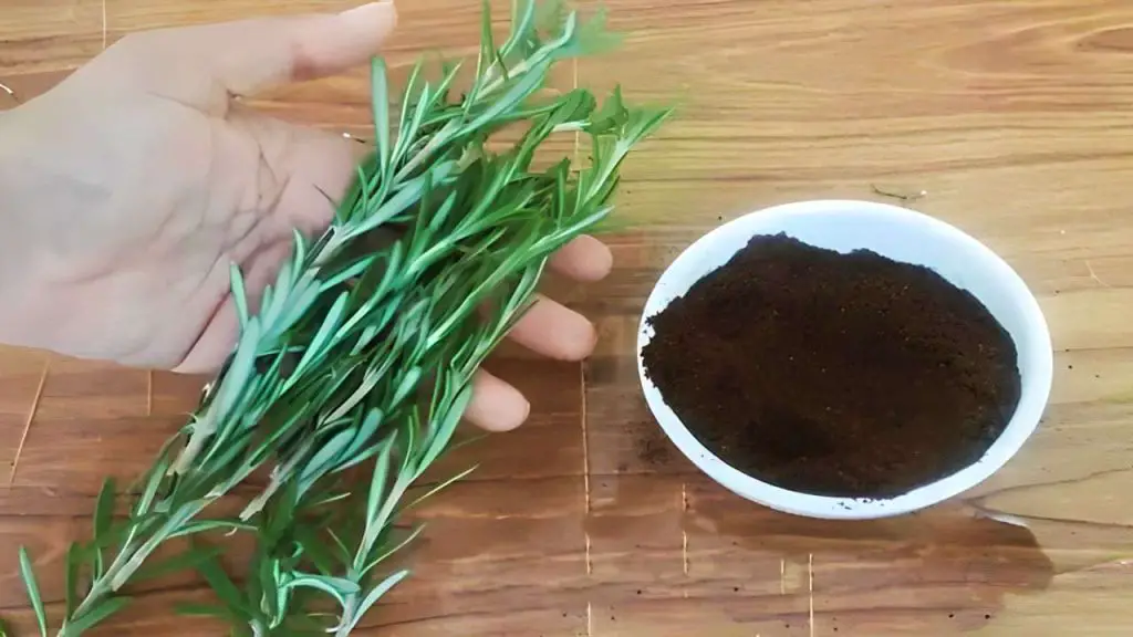 Rosemary sprigs and coffee grounds, if you combine them you can’t stop: here’s why