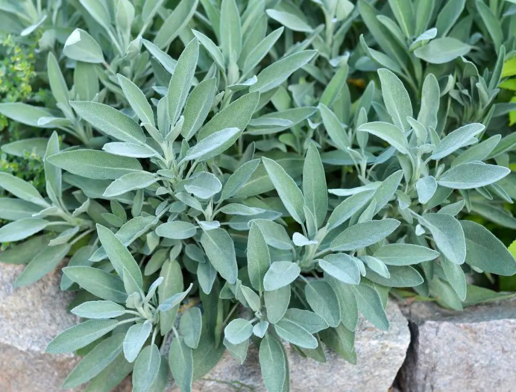 Sage: This plant grows in every garden, but what many don’t know is that it is a great treasure.