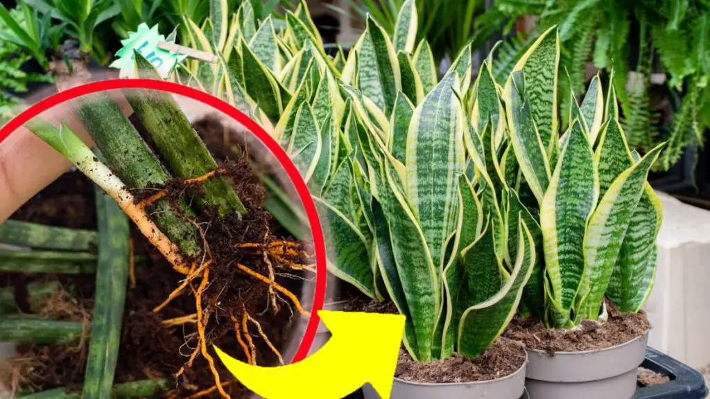 Sansevieria, ni siquiera una hoja amarilla y seca: si haces esto, ¡siempre la tendrás exuberante y fuerte!