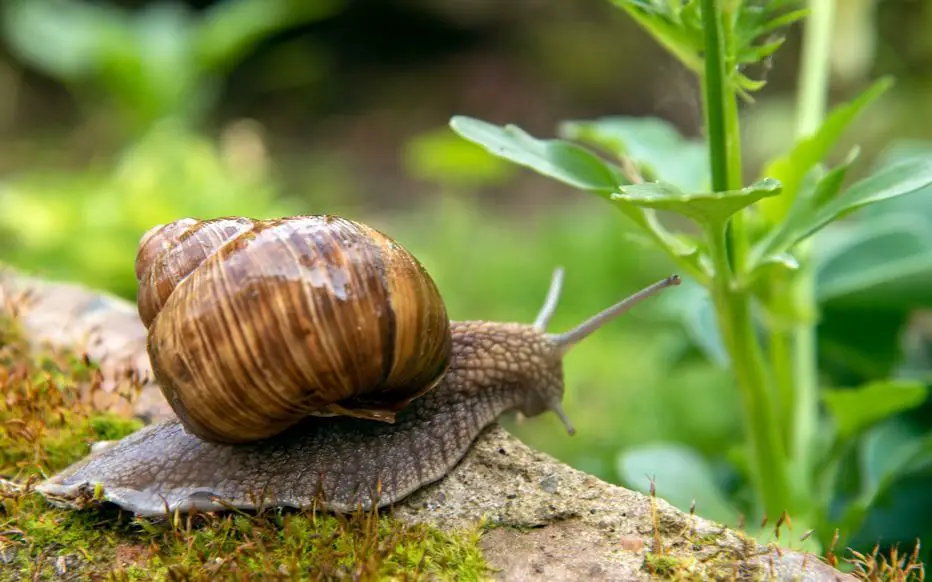Snails and Slugs: 5 Simple and Natural Tips to Keep Them Away from Your Vegetable Garden