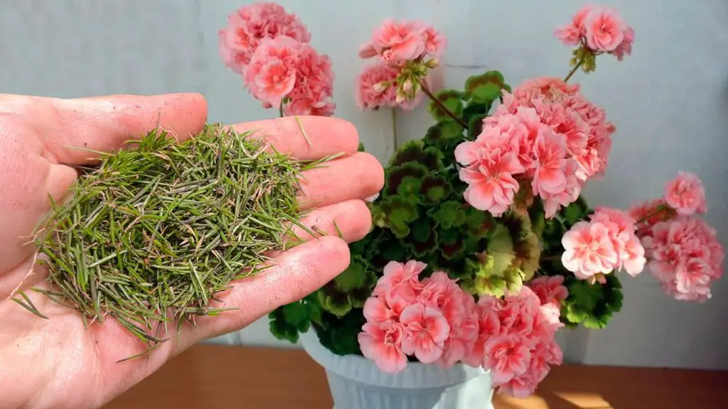 Spring Revival Transforming Indoor Flowers into Lush Blooms!