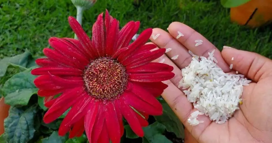 Sprinkle this ingredient on your house plants and the whole neighborhood will envy you
