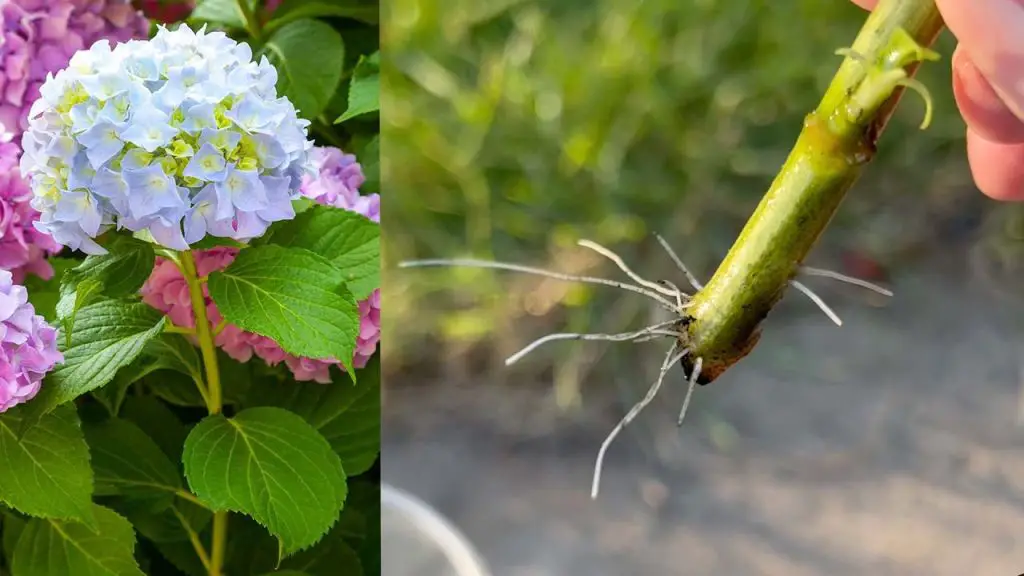 Surprising Results Watch Your Hydrangea Cuttings Root with This Simple Trick!