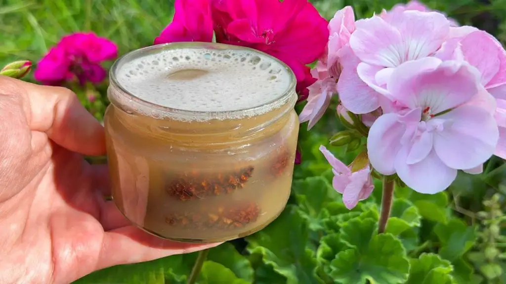 Surprising Revelation Reviving Even Dead Flowers to Full Bloom!
