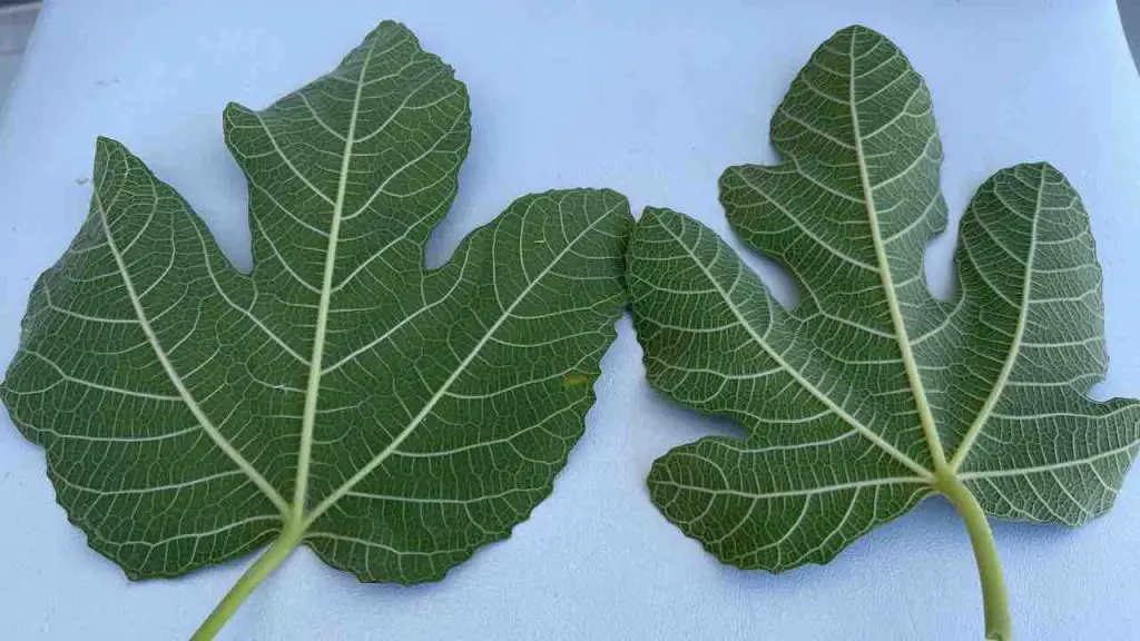 The Power of Fig Leaves: Several Benefits Hidden in These Leaves