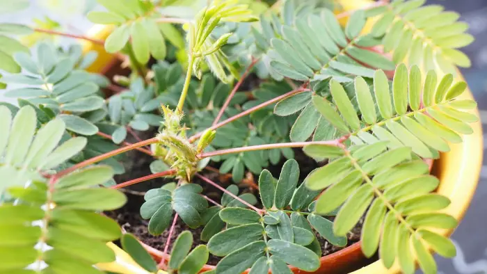 The  Power of Mimosa Pudica: 10 Benefits