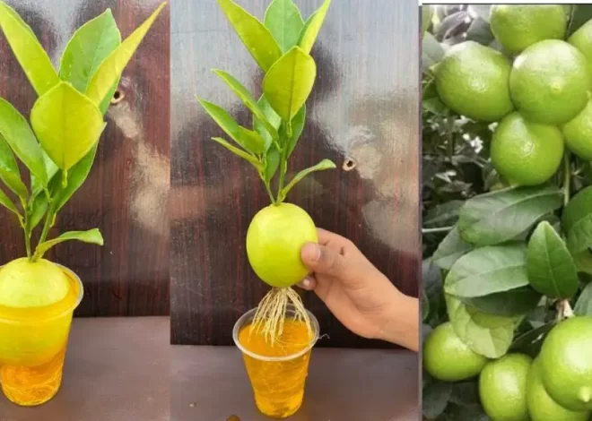 The Simplest Way to Grow Lemons from Lemon Fruit: A Foolproof Procedure