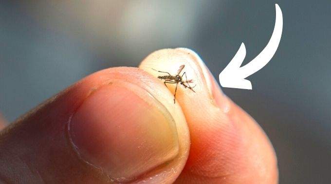 The Trick to Finding (and Killing) a Mosquito Hiding in the Bedroom