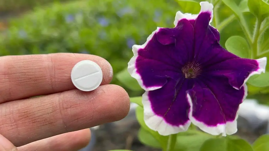 The Ultimate May Miracle Pill for Geraniums, Violets, Roses, and Petunias!
