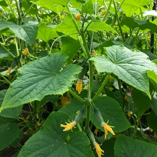The entire vegetable garden will be filled with a crop of cucumbers, and all you need to do is water them with this feeding. Feeding cucumbers.