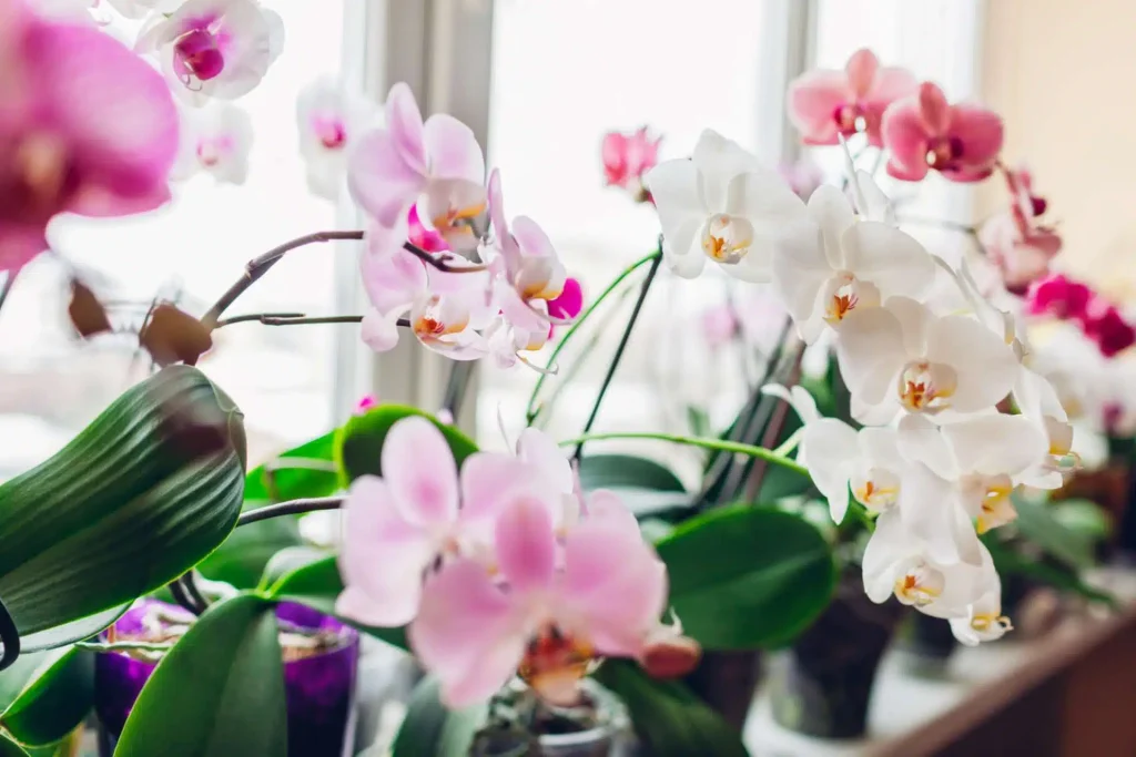 The secret to year-round blooming orchids finally revealed? Discover the ultimate trick