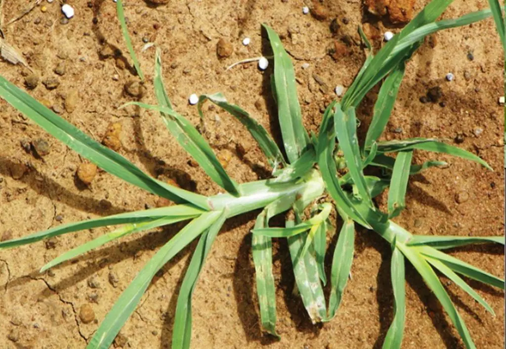 This plant is abundant in most gardens ;   is much more than a common garden weed