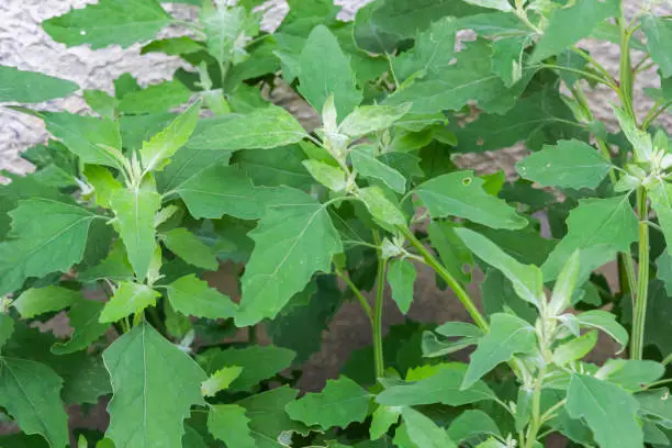 This plant is often found in every garden, but most people don’t know the power of this plant.