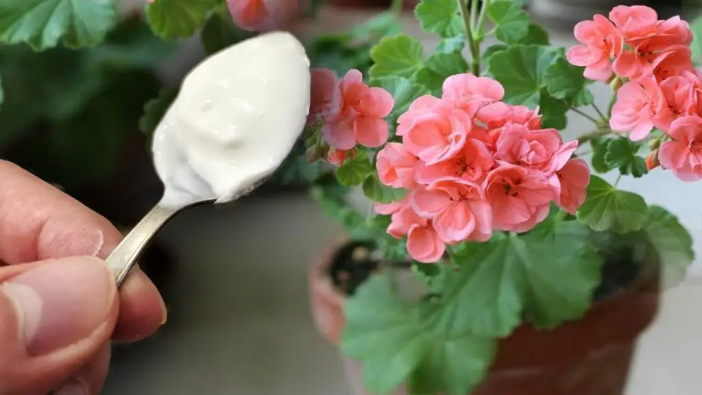 Transform Your House Flowers with Proven Fertilizers Green and Magnificent Blooms Await!