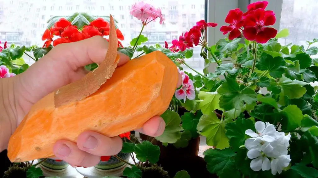 Transform Your Room into a Blooming Garden with Just One Spoonful of This Recharge!