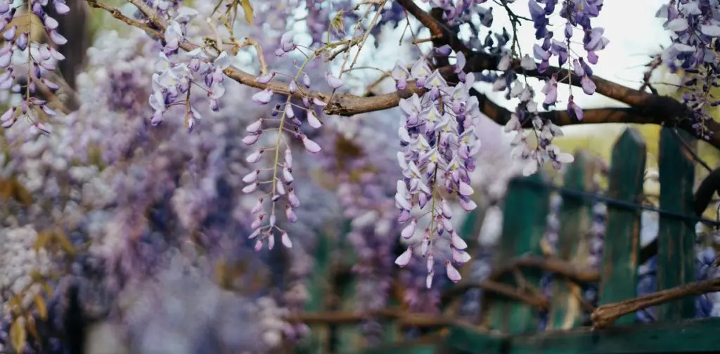 Transforma tu jardín con estas 7 plantas trepadoras de rápido crecimiento