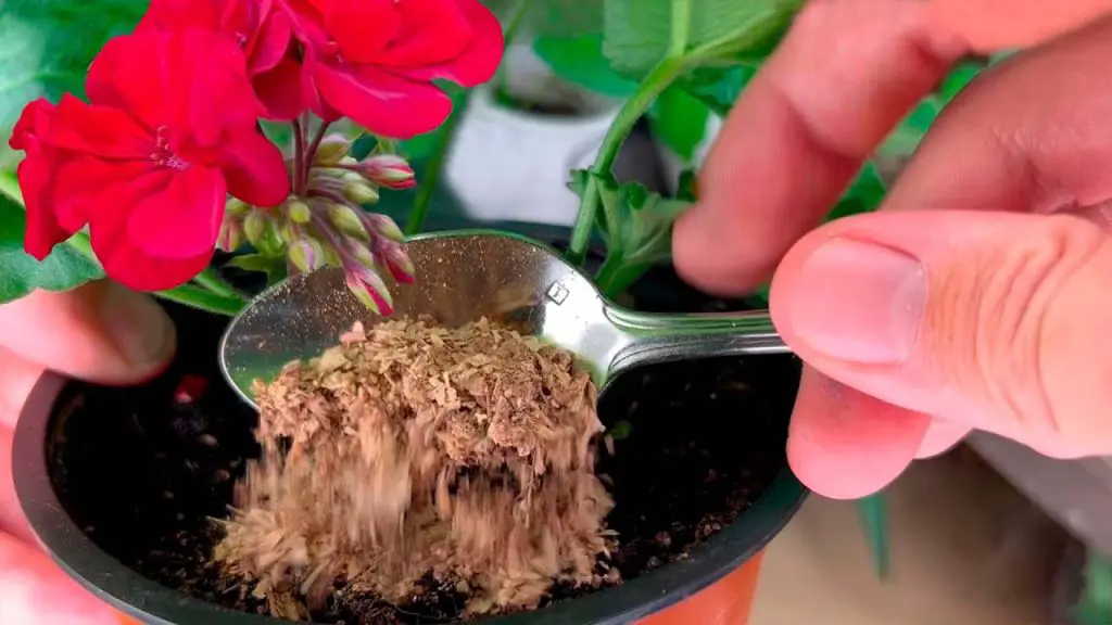 Transforming Stunted Bushes: The Incredible Power of One Teaspoon!”
