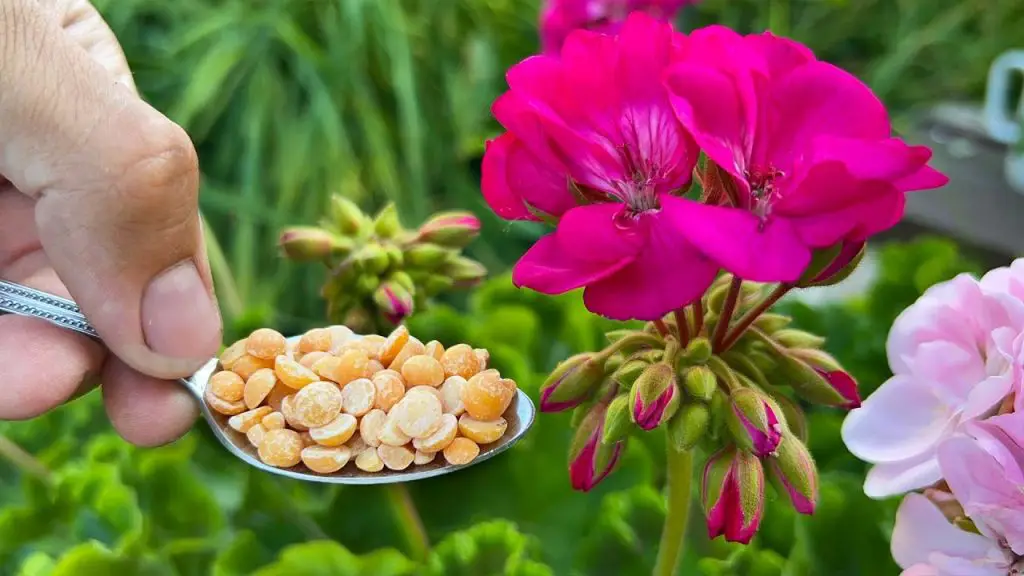 Unbelievable Results: 1 Spoon Transforms Every Flower Pot!