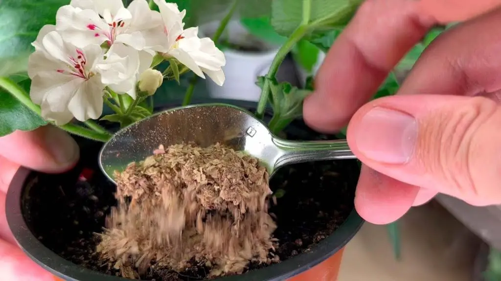 Unbelievable Results Resurrecting Dead Flowers with Just 1 Teaspoon!