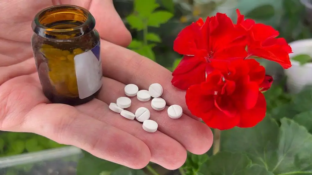 Unexpected Beauty Transforming Flowers with Remarkable Pills