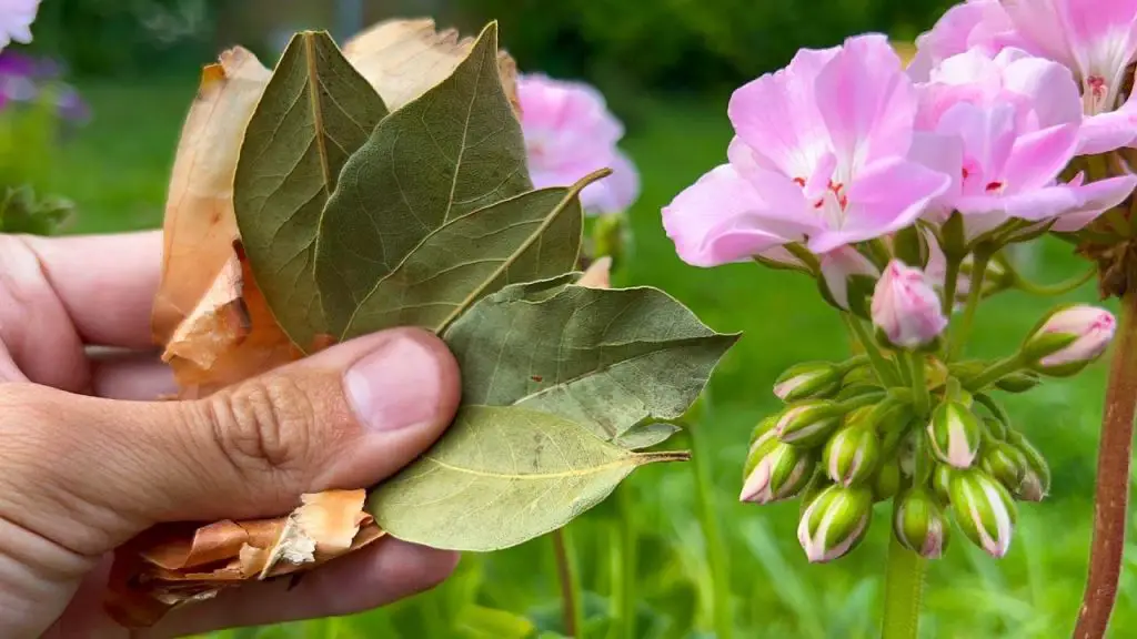 Unexpected Transformation: Turning Your Room into a Blooming Garden with One Simple Super Trick!