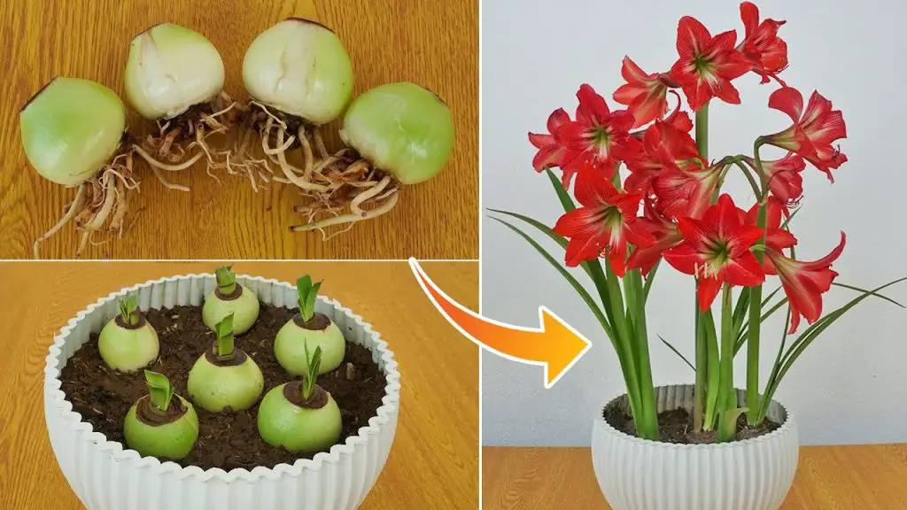 Unleash the Beauty: Unique Ideas for Growing Amaryllidaceae Red Lily and Speeding Up Bloom Time