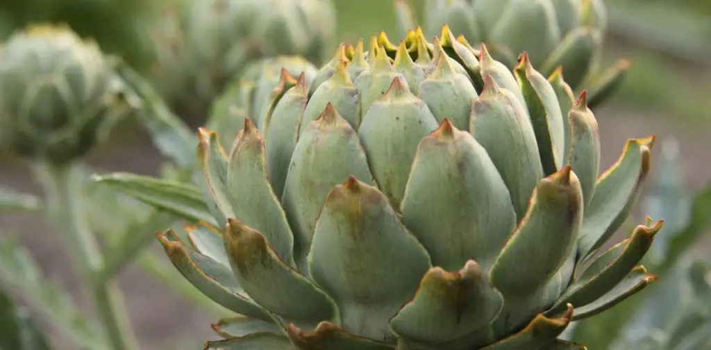 Vegetales perpetuos: ¡Cultiva una vez y cosecha sin parar!