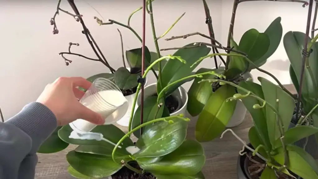 Very lush orchid, if you water it with this it will be 10 times more beautiful