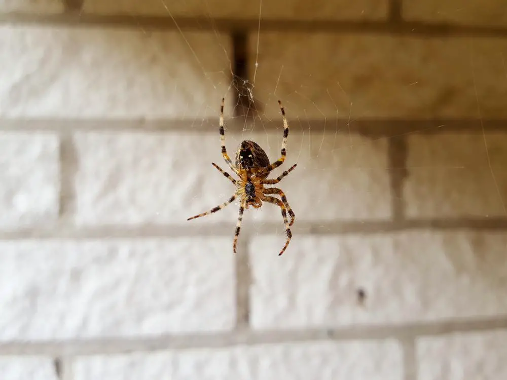 We All Make This Mistake With Spiders, You Might Regret It