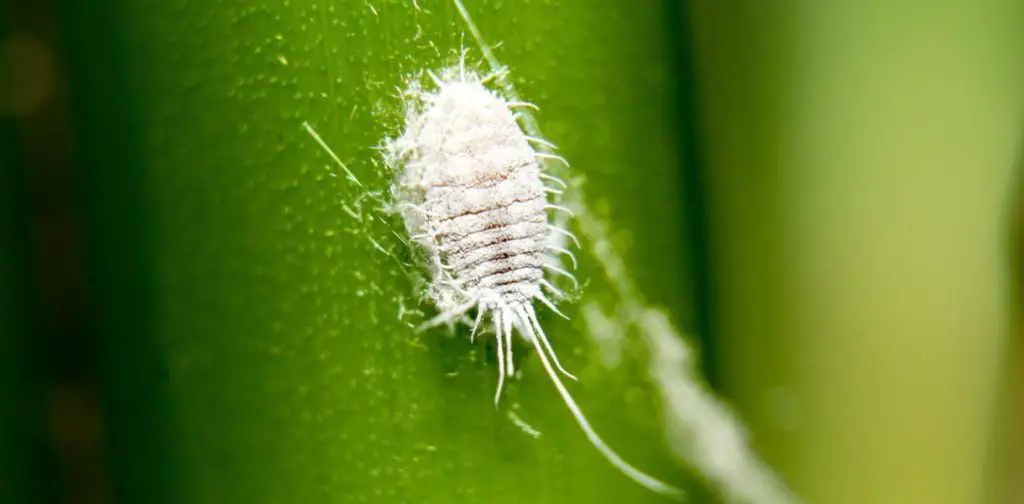 ¡Aquí le mostramos cómo eliminar de manera efectiva y natural el piojo harinoso de sus plantas y arbustos!