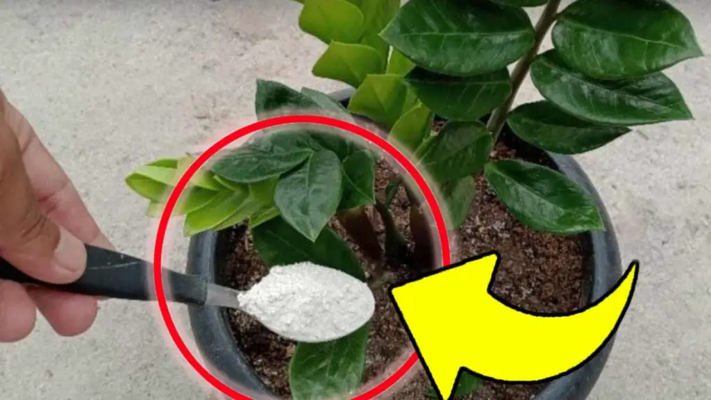 ¡Con este abono natural para plantas por fin todas florecerán visiblemente!