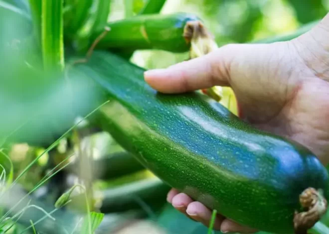 ¡Descubre cuándo y cómo cosechar calabacines!