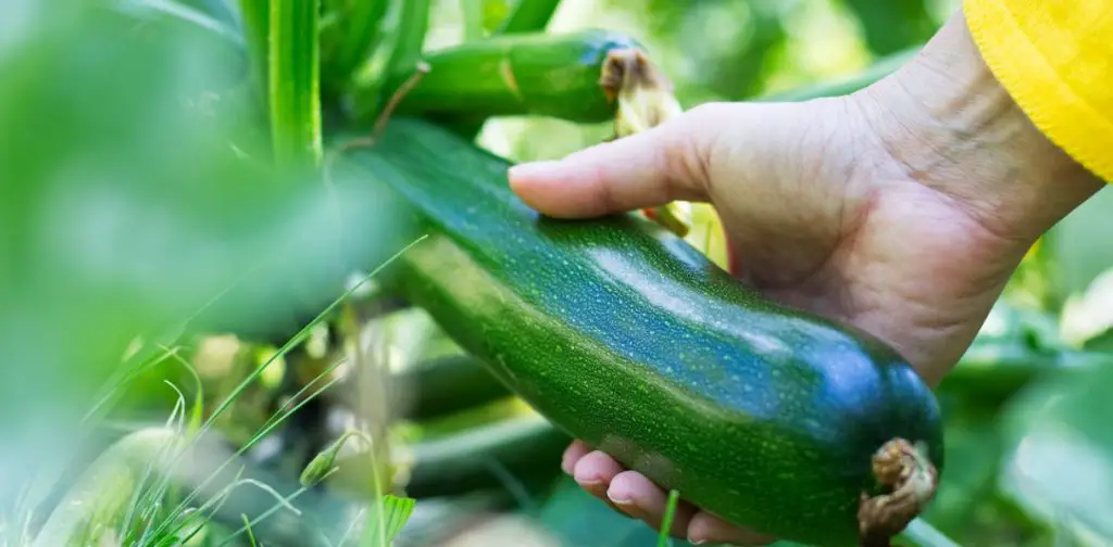 ¡Descubre cuándo y cómo cosechar calabacines!