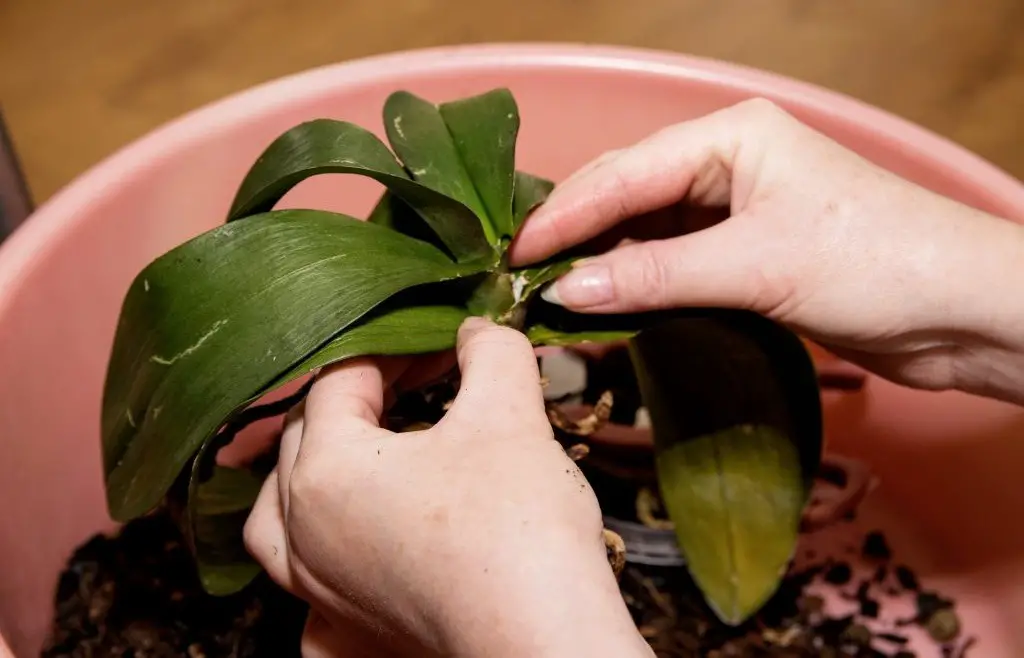 ¡Orquídea marchita! El sencillo truco que utilizan los floristas para curarla. ¡Increíble!