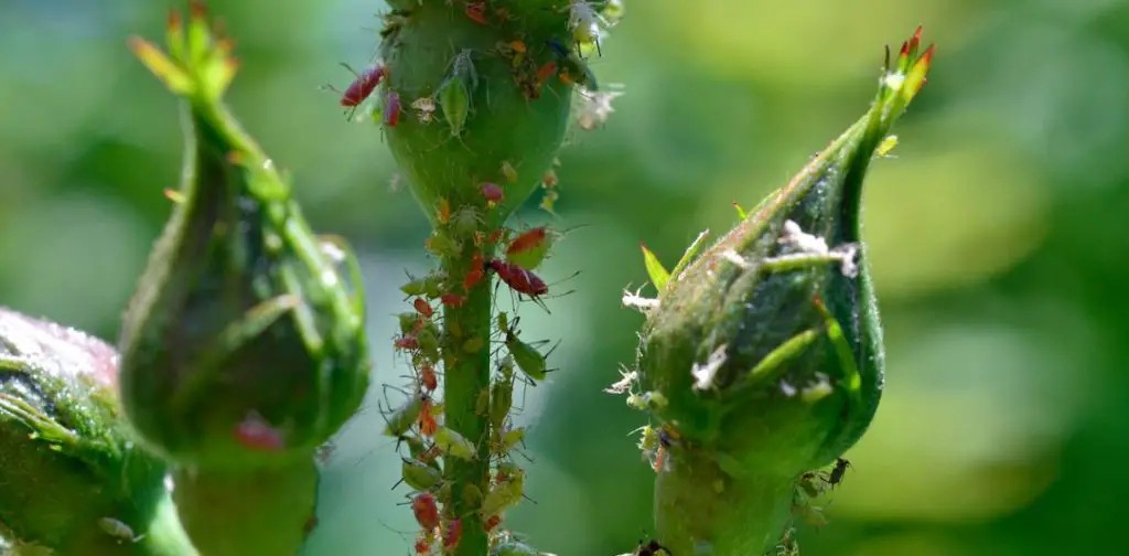 ¿Cómo controla efectivamente los pulgones en sus rosas?