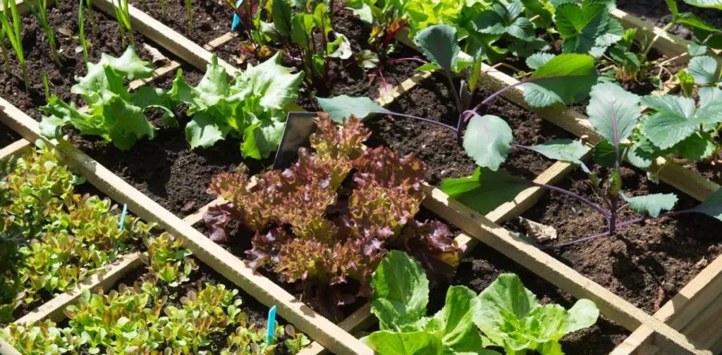 ¿Cómo cultivar más vegetales cuando no tienes espacio? 5 consejos fáciles
