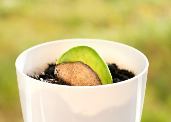 ¿Cómo germinar un simple grano de mango en una planta majestuosa?