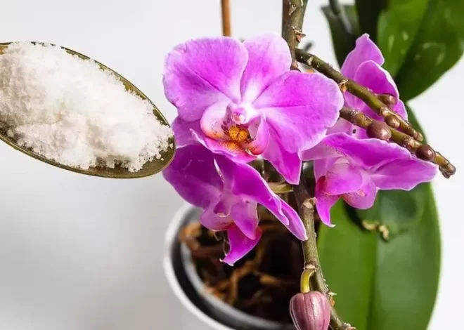 ¿Cómo hacer que una orquídea vuelva a florecer con ajo en polvo?