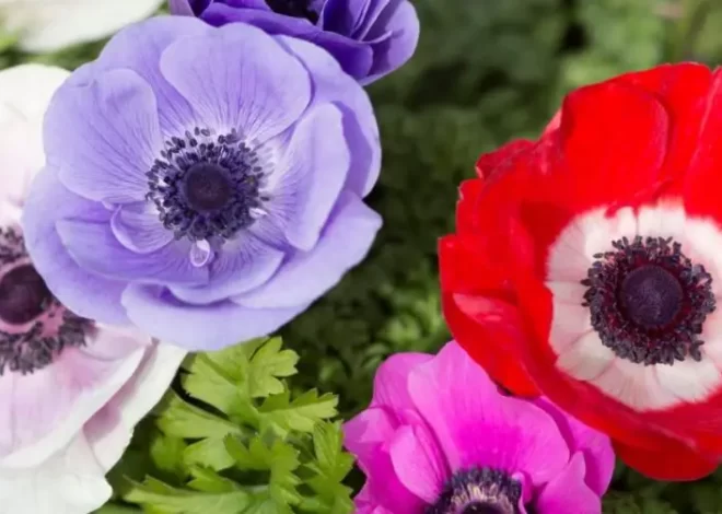 ¿Cómo mantener las anémonas para tener un jardín colorido y hermoso?